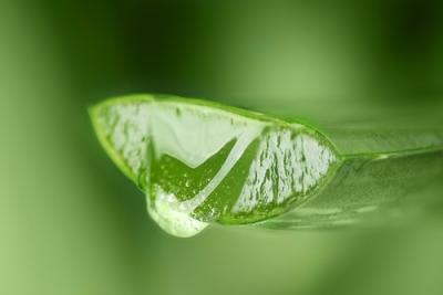 Comment soigner vos pieds grâce à l'Aloe Vera ?  Mes Conseils pédicures 